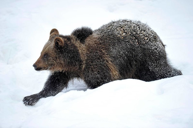 Brown Bear (Ursus arctos)