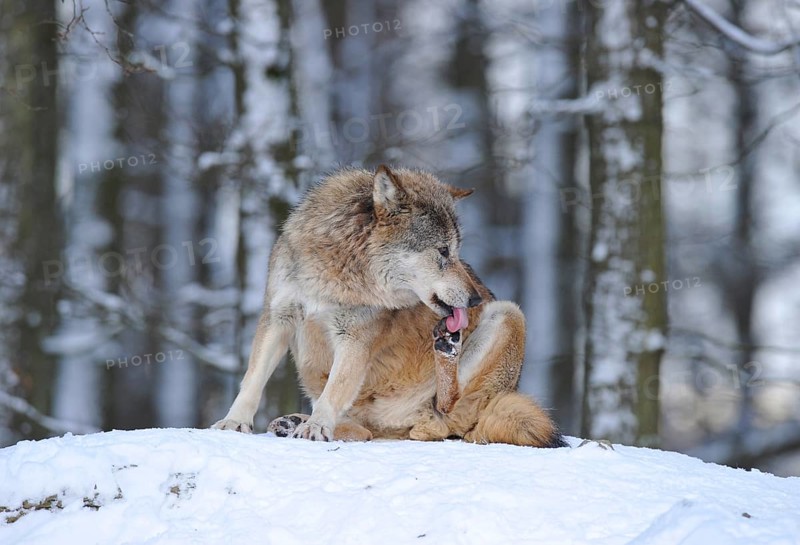 Mackenzie Valley Wolf (Canis lupus occidentalis) in the snow