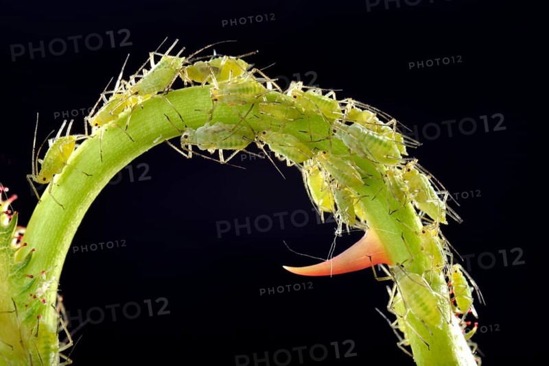 Large Rose Aphids (Macrosiphum rosae)