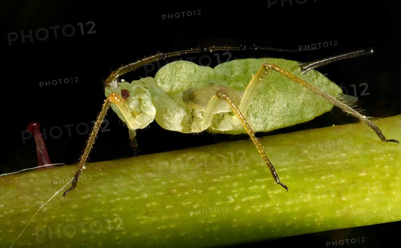 Large Rose Aphid (Macrosiphum rosae)