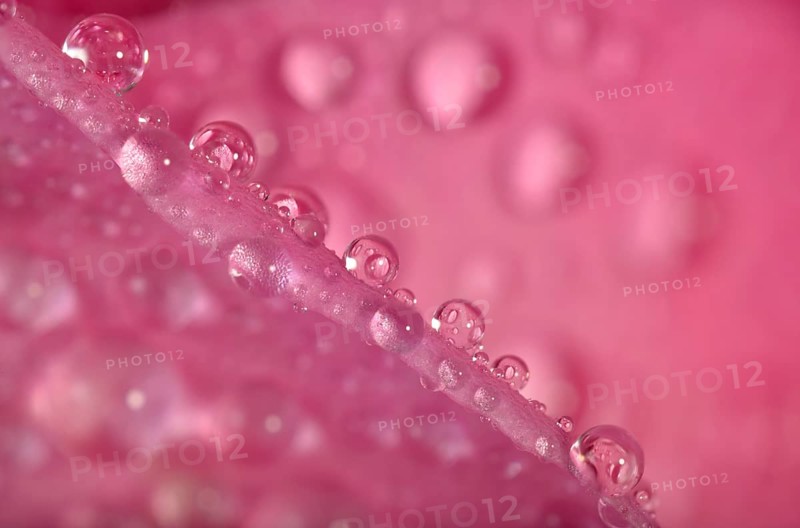 Dewdrops on a Rose (Rosa) petal