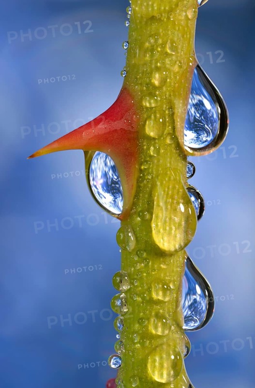 Planet Earth reflected in dewdrops on a rose stem with thorn