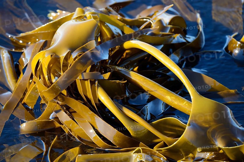 Giant Kelp or Giant Bladder Kelp (Macrocystis pyrifera)