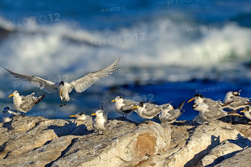 Greater Crested Terns or Swift Terns (Thalasseus bergii)