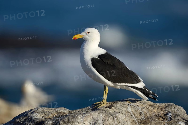 Cape Gull (Larus dominicanus vetula)