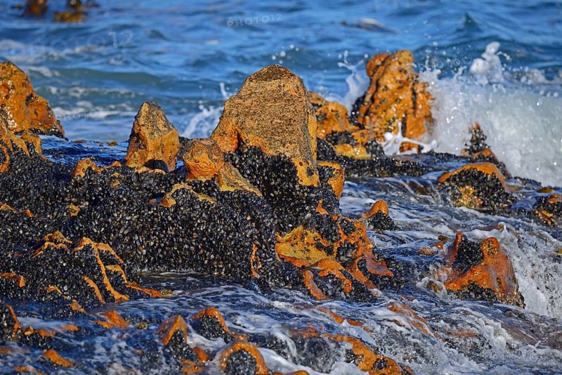 Mussel bed on rocks