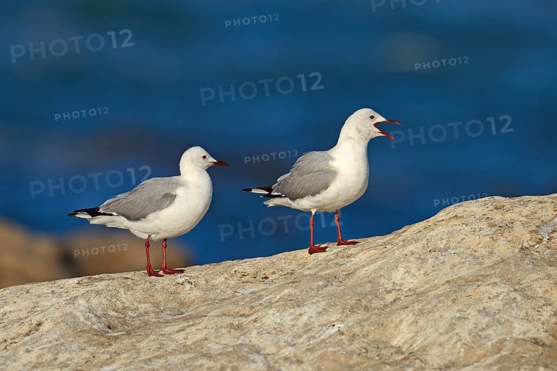 Hartlaub's Gulls or King Gulls (Chroicocephalus hartlaubii