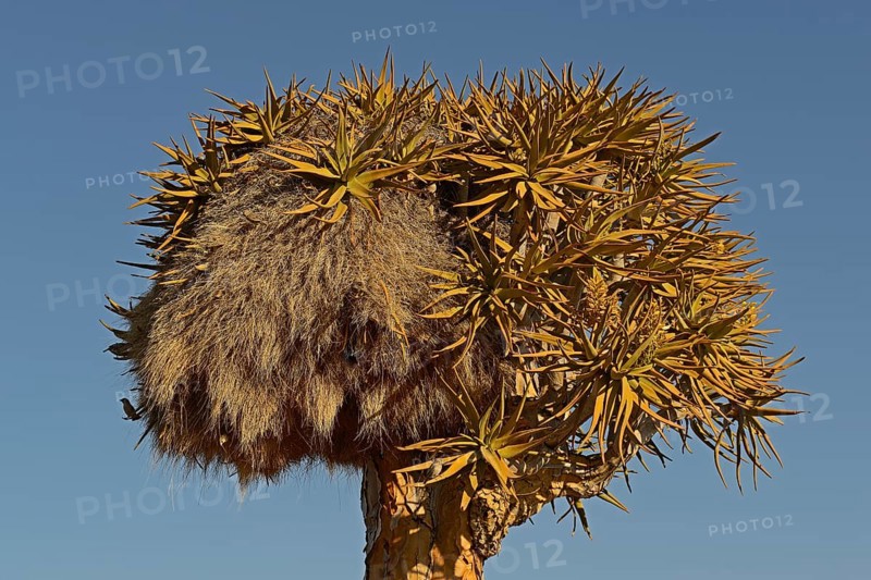 Nest of the Sociable Weaver or Social Weaver (Philetairus socius) in a Quiver Tree or Kokerboom (Aloe dichotoma)
