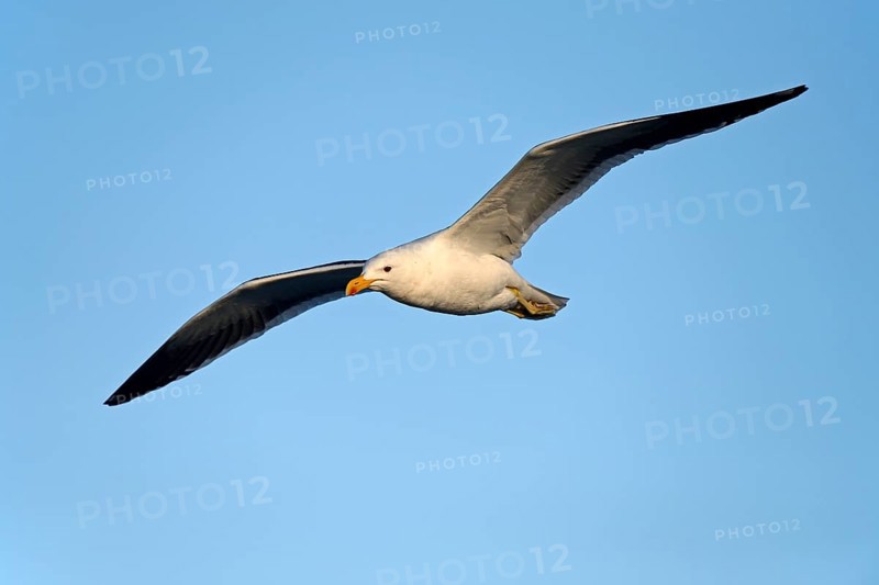 Kelp Gull (Larus dominicanus vetula)