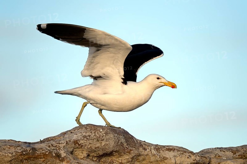 Kelp Gull (Larus dominicanus vetula)