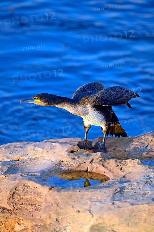 White-breasted Cormorant (Phalacrocorax lucidus)
