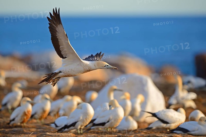 Cape Gannets (Morus capensis)