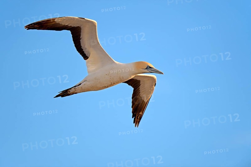 Cape Gannet (Morus capensis)