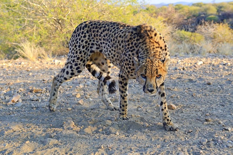 Cheetah (Acinonyx jubatus)