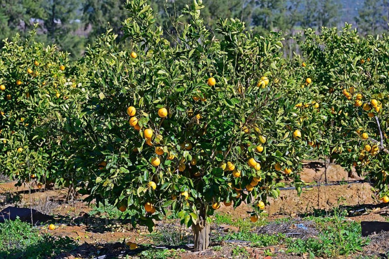 Oranges on trees in a plantation