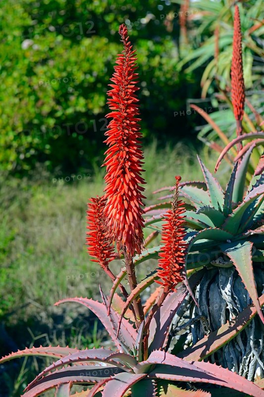 Aloe (Aloe sp.)