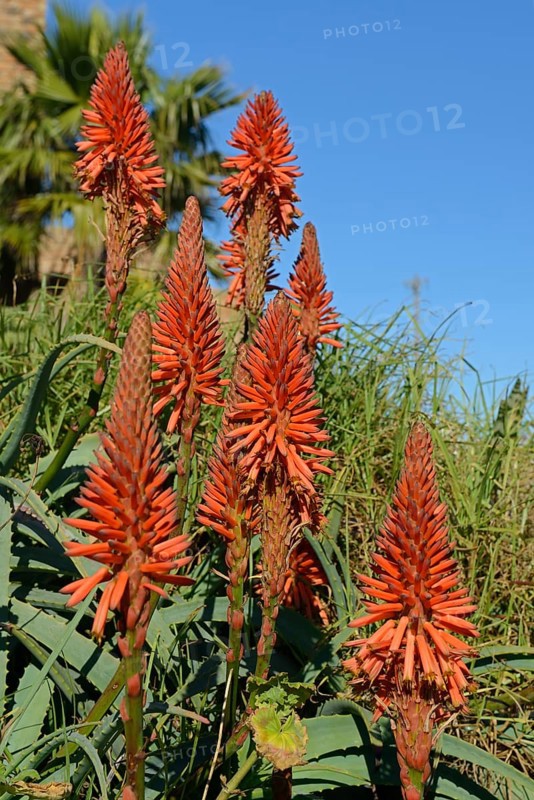 Aloe (Aloe sp.)