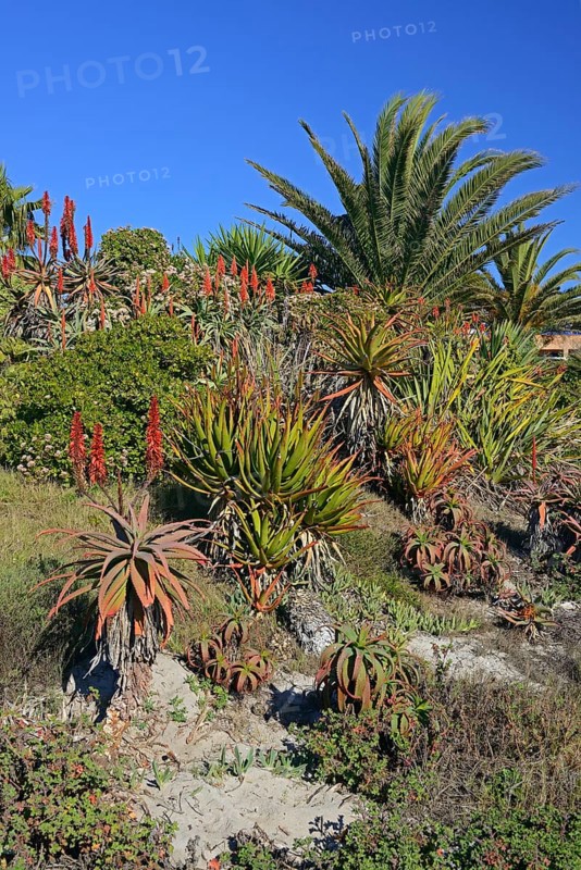 Various types of Aloe (Aloe sp.)