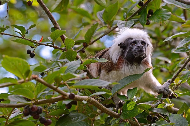 Cotton-headed Tamarin or Cotton-top Tamarin (Saguinus oedipus)