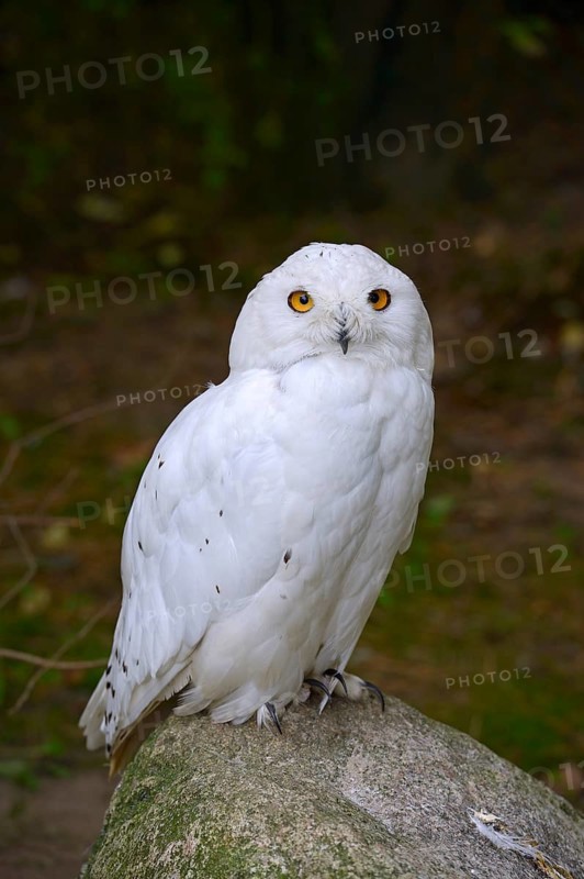 Snowy Owl (Nyctea scandiaca)