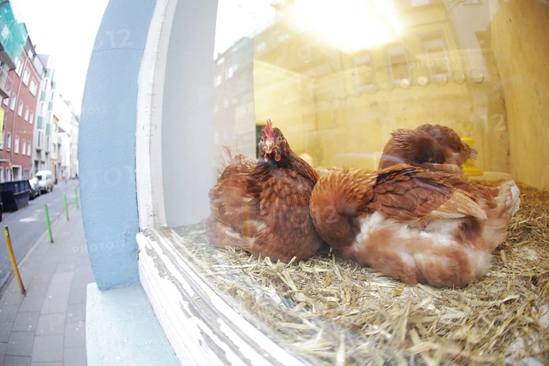 Chickens in a shop display window