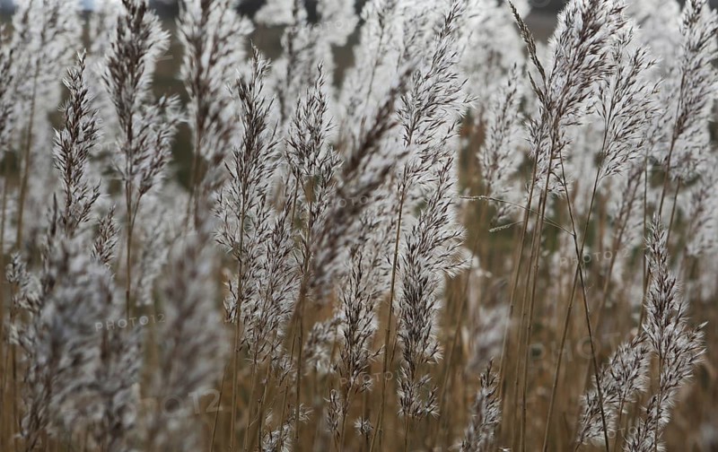Common Reed (Phragmites australis)