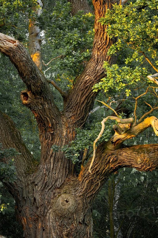 Old English Oak (Quercus robur)