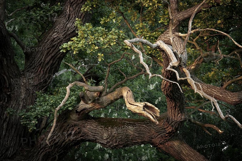 Dead branches of a Pedunculate Oak (Quercus robur)