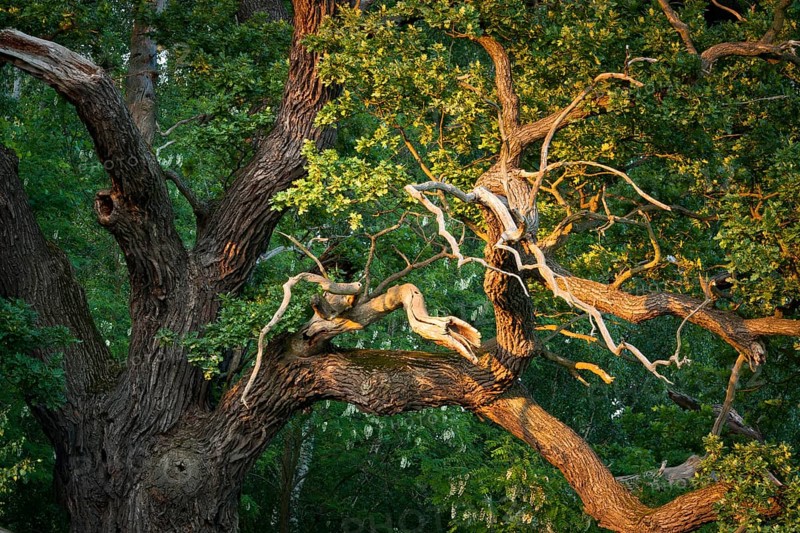Old English Oak (Quercus robur)