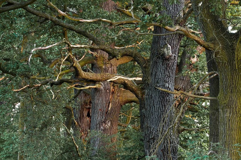 Old English Oaks (Quercus robur)