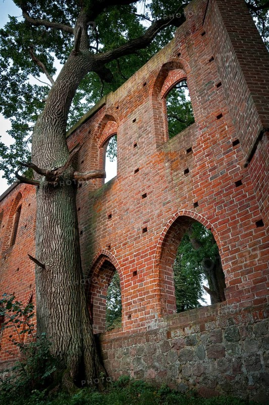 Ancient oak at the ruins of Boitzenburg Abbey