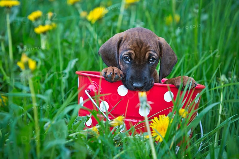 Bavarian Mountain Hound