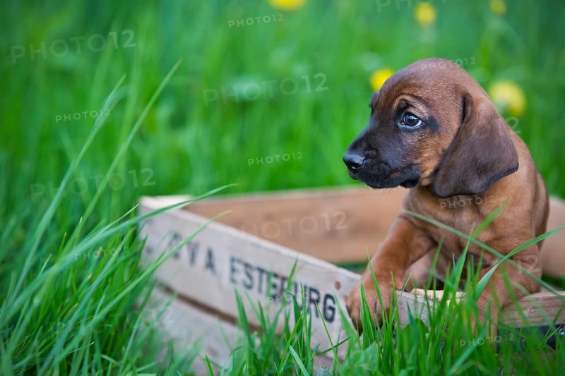 Bavarian Mountain Hound
