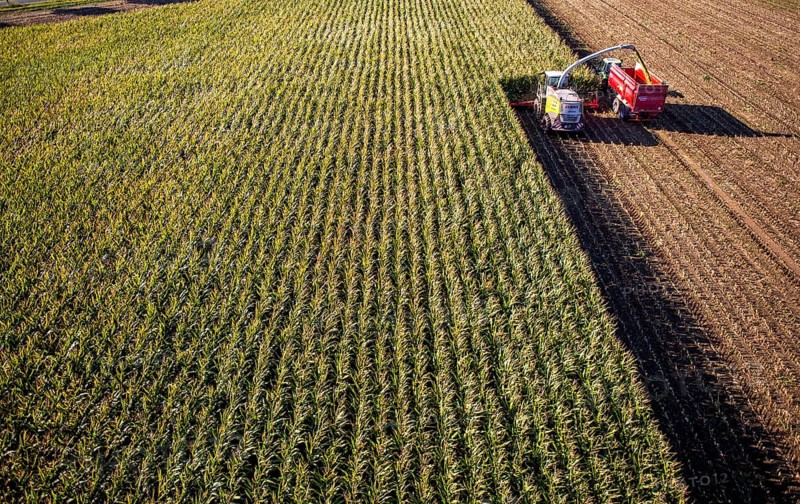 Corn harvest
