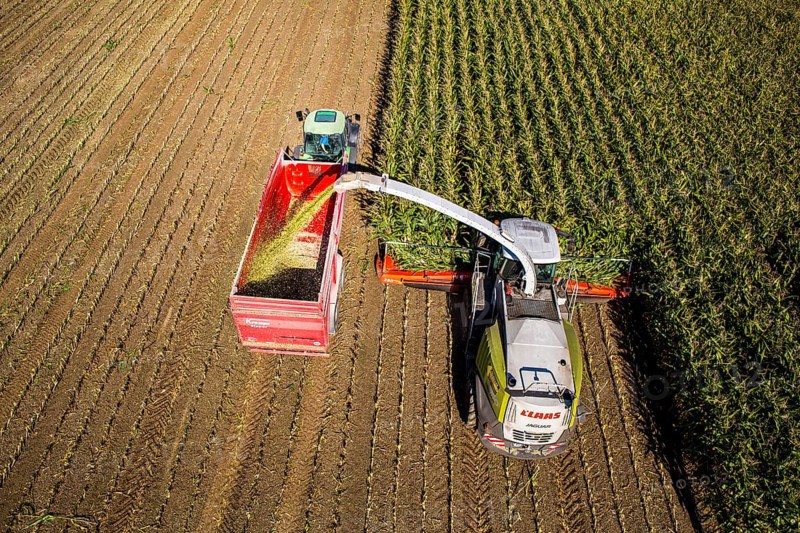 Corn harvest