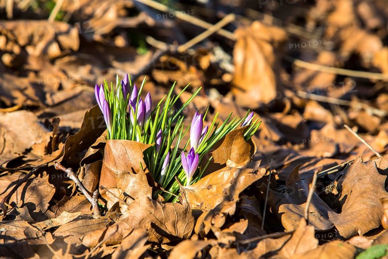 Crocuses (Crocus sp.) growing through old autumn leaves