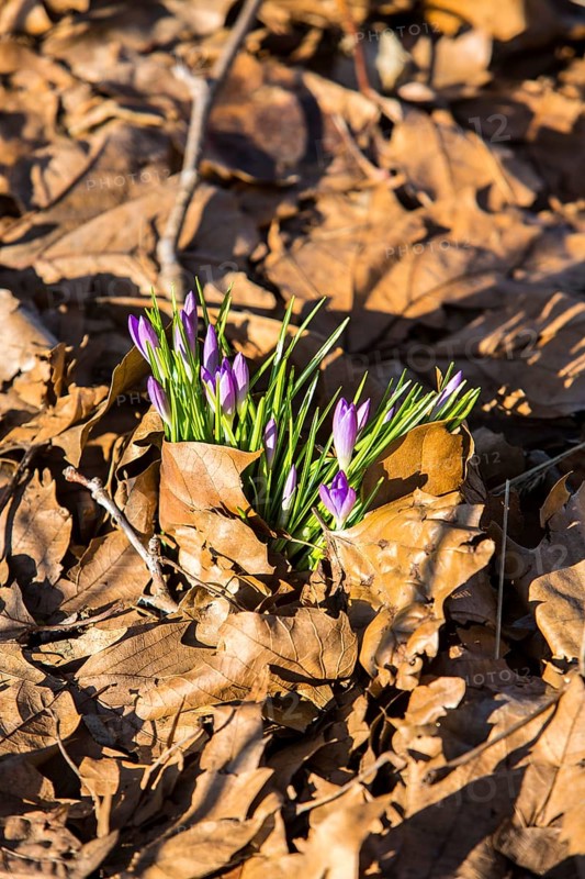 Crocuses (Crocus sp.) growing through old autumn leaves