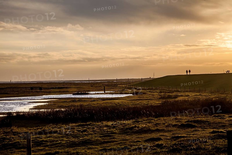 Marsh landscape in winter