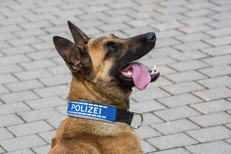 Belgian Shepherd dog