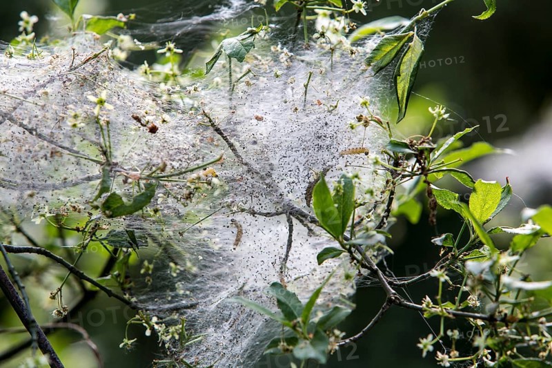 Web of the Oak Processionary (Thaumetopoea processionea)