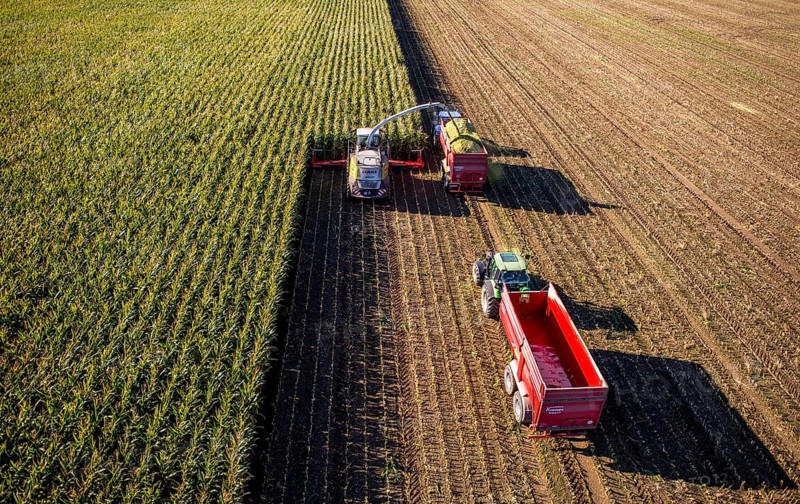 Corn harvest