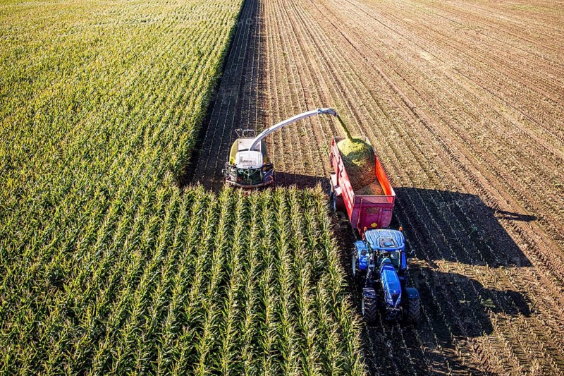 Corn harvest