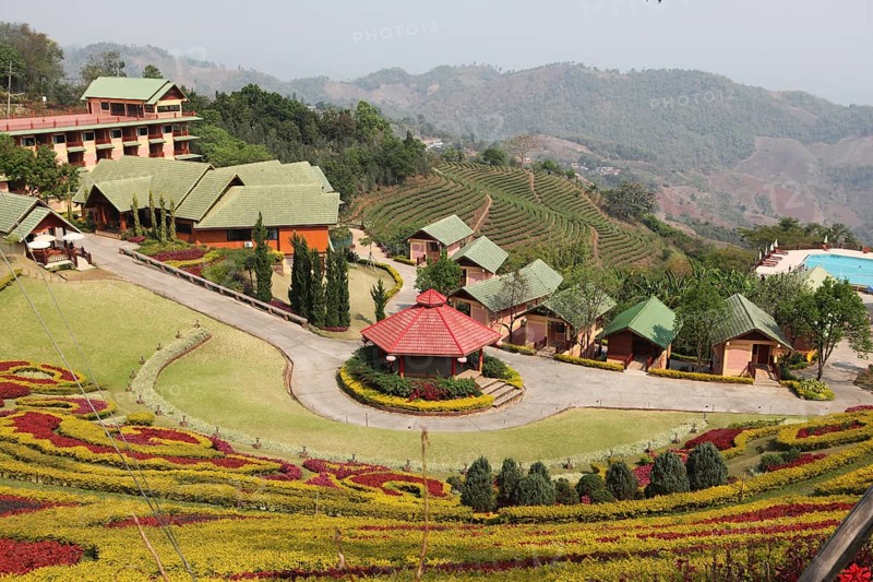 101 Tea Plantation