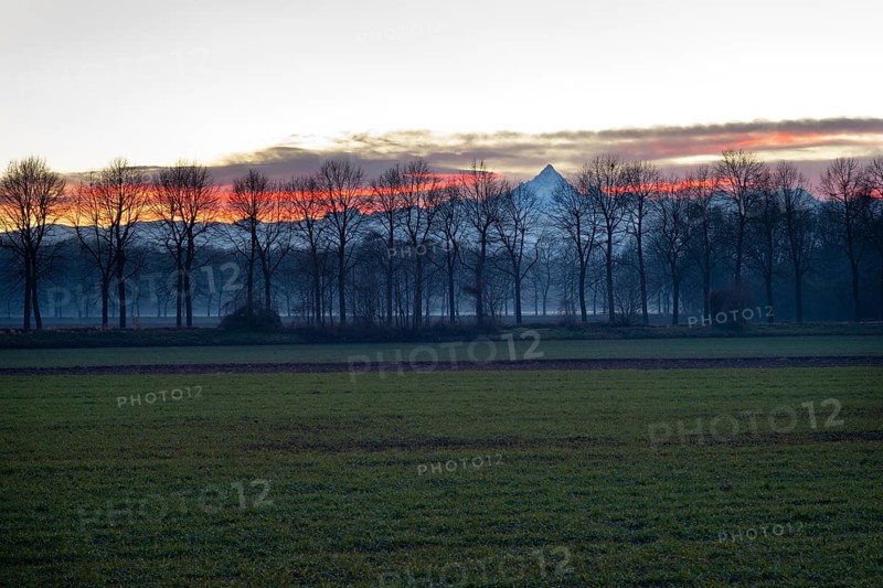 Fields with rows of trees in front of Monte Viso or Monviso