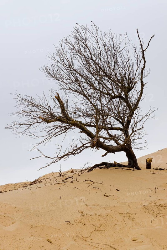 Dead tree