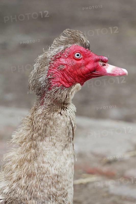 Muscovy Duck (Cairina moschata)