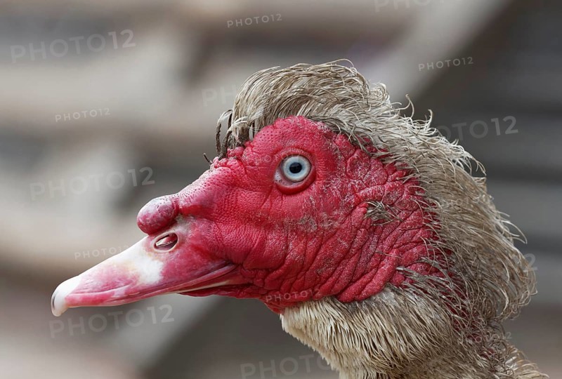 Muscovy Duck (Cairina moschata)