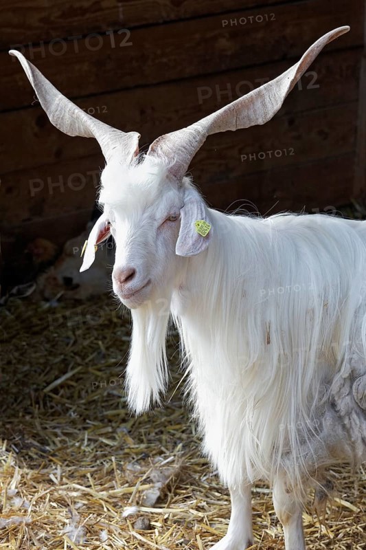 Girgentana goat