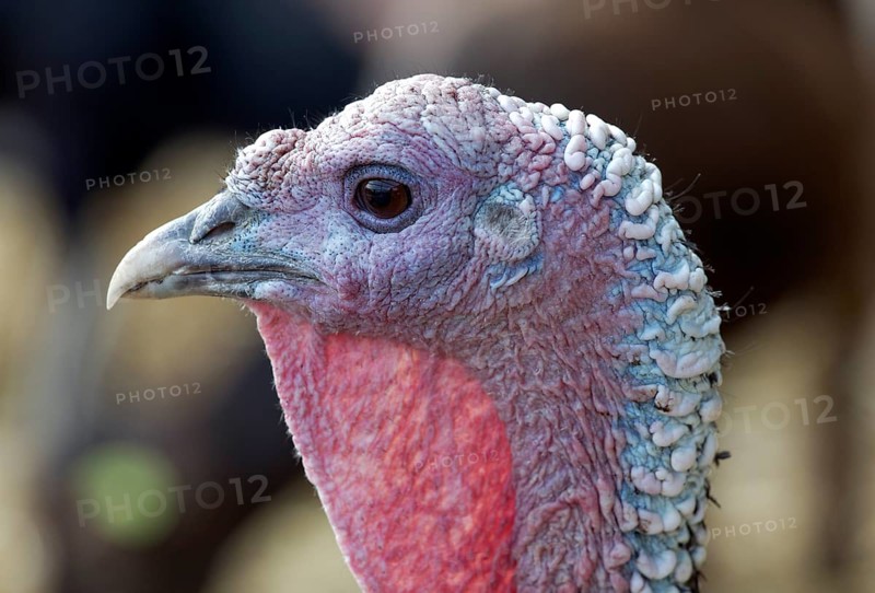 Turkey (Meleagris gallopavo)