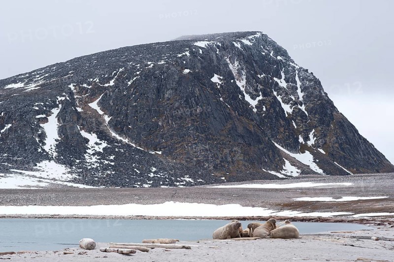 Male Walruses (Odobenus rosmarus) resting on land